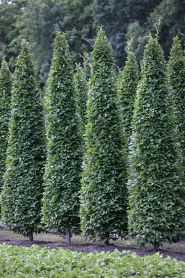 Produktbild von Carpinus betulus 'Fastigiata', Hainbuche, säulenförmig, 100–125 cm