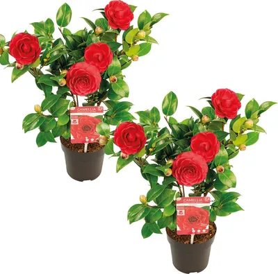 Image de Bloomique - Lot de 2 - Camellia japonica 'Black Lace' - Rosier du Japon - Buisson - Persistant - Hauteur 30-35 cm