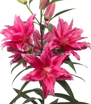 Produktbild von Lilium Zwiebel Sommerblume Garten Zierpflanze Gefüllte Roselily Elena 1 St.