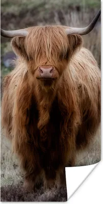 Produktbild von MuchoWow® Poster Schottischer Hochländer - Moos - Gras 60x120 cm - Wandschmuck