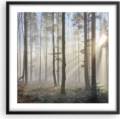 Produktbild von Gerahmtes Poster - Schwarzer Rahmen - Wald Baum Natur - 50x50 cm - Wand Bild - Wanddeko - Wandbilder - Kunstposter - Wandposter - Bilderrahmen - Bilder - Kunstdruck - Wandbild - P2BAC50x50-3749
