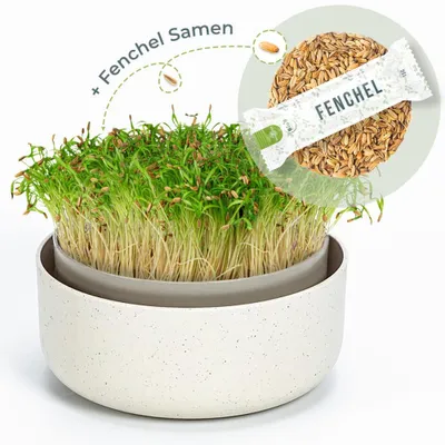 Produktbild von OraGarden Keimsprosskit mit Fenchel Samen