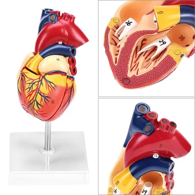 Produktbild von Anatomisches Herzmodell, 2-Teilig,Lebensgroß, handbemalt mit 34 Markierungen, für den Unterricht in Medizin und Anatomie