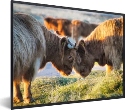Produktbild von MuchoWow® Gerahmtes Poster Schottische Highlander - Tiere - Sonne 80x60 cm - Poster mit Schwarzem Bilderrahmen Wandposter Rahmen Foto Bilder - Schwarzem - Mit Gestell