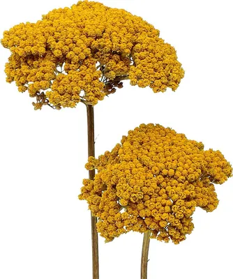 Produktbild von Achillea 500g Natur - Getrocknete Schafgarbe für Deko und Floristik