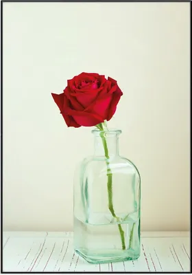Produktbild von Wallario Wandbild Rote Rose in Glasvase, Größe: 70,30 x 100,30 cm, Poster mit schwarzem Aluminiumrahmen