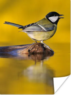 Produktbild von MuchoWow® Poster Kohlmeise - Vogel - Wasser 120x160 cm - Wandbilder