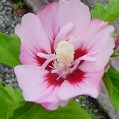 Produktbild von Garteneibisch  - Hibiscus syriacus 'Hamabo'  | 40-60 cm in Container