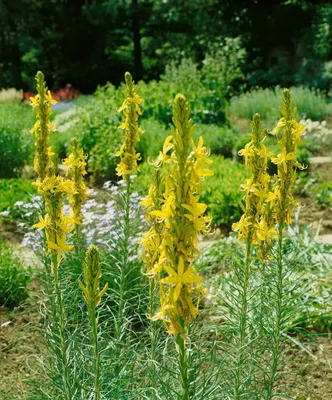 Produktbild von Asphodeline lutea, Gelbe Affodill, ca. 9x9 cm Topf