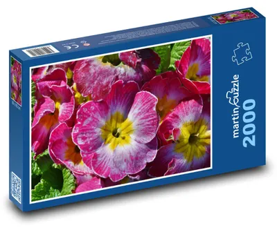 Zdjęcie produktu dla Puzzle 2000 Prymulki – Piękno Wiosennych Kwiatów - martinpuzzle