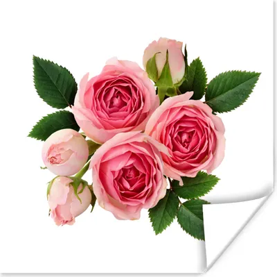 Produktbild von MuchoWow® Poster Blumen - Rosen - Rosa 100x100 cm - Babyzimmer