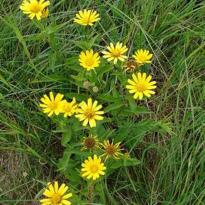 Obrázok produktu pre 6 ks rastlín Koeienoog (Buphthalmum salicifolium) | Kvetináč 9 cm x 9 cm
