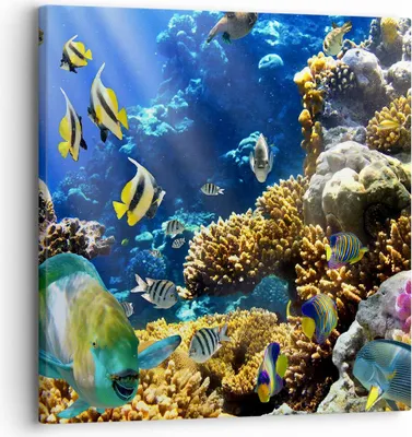 Produktbild von Bild auf Leinwand - Leinwandbild - Korallenriff Ozean Krabbe Fisch - 30x30cm - Wand Bild - Wanddeko - Leinwanddruck - Bilder - Kunstdruck - Wanddekoration - Leinwand bilder - Wandkunst - AC30x30-2662
