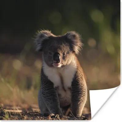 Produktbild von MuchoWow® Poster Koala - Sonne - Tier - Kinder - Jungen - Mädchen 75x75 cm - Wand Dekoration