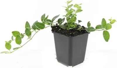 Image de Couvre-sol - Pervenche - Vinca minor 'Argenteovariegata' - Pot de 9cm - Set de 60 plantes