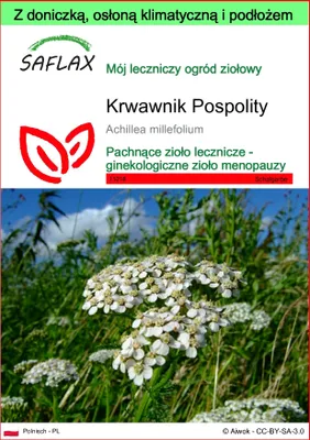 Zdjęcie produktu dla SAFLAX - Garden to go - Krwawnik Pospolity - 200 Nasiona - Z doniczką, pokrywą klimatyczną i podłożem do uprawy - Achillea millefolium