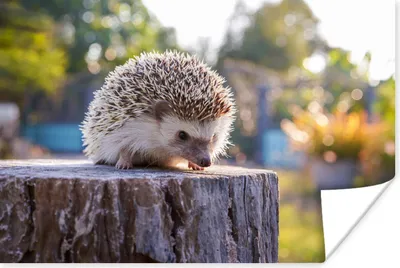 Produktbild von MuchoWow® Poster Igel auf einem Baumstamm 180x120 cm - Fotoplakat