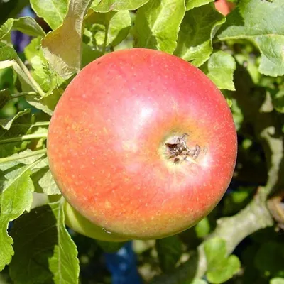 Produktbild von Apfelbaum Alkmene Herbstapfel allergikergeeignet einjährig Buschbaum Spindelbaum schwachwachsend M9