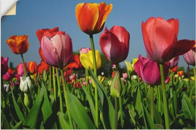 Produktbild von ARTland Wandbild, selbstklebend Buntes Tulpenfeld Größe: 60x40 cm
