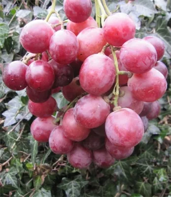 Produktbild von Vitis vinifera Chasselas Royal rose - rosé Weintraube Tafelraube - kernarm - veredelt mit Neuaustrieb