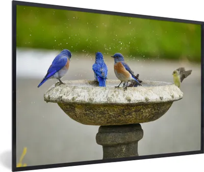 Produktbild von MuchoWow® MuchoWow® Gerahmtes Poster Vogel - Vogeltränke - Wasser 30x20 cm - Poster mit zchwarzem Bilderrahmen - Kunstdruck - Bild-Poster