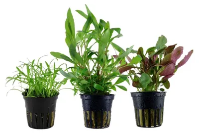Produktbild von Pflanzen Set mit 3 Einsteiger Topf Aquarium Wasserpflanzen AquaOne Nr.128