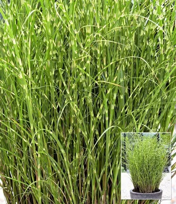 Produktbild von BALDUR Garten 3x Chinaschilf Zebragras, Pflanzen im 9x9 cm-Topf, Miscanthus zebrinus strictus, Chinagras, aufälliges Ziergras, winterharte Staude, mehrjährig, Schnittblume, pflegeleicht