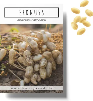 Produktbild von Erdnuss Samen (Arachis hypogeae) - Nährstoffreiches Erdnuss Saatgut ideal für die Anzucht im Garten, Balkon oder Terrasse