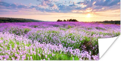 Produktbild von MuchoWow® Poster Lavendel - Blumen - Sonnenuntergang - Lila - Wiese 40x20 cm - Poster für die Wand - Poster Schlafzimmer