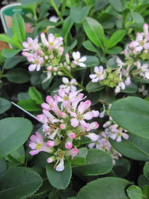 Produktbild von Escallonia laevis Pink Elle - Andenstrauch Pink Elle - 30-40cm