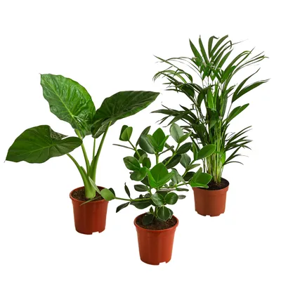 Produktbild von Dehner Pflanzenset Homeoffice, 3 Sorten Balsamapfel, Goldfruchtpalme und Pfeilblatt, Höhe 50-60 cm, Ø Topf 17 cm, Zimmerpflanzen