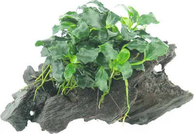 Produktbild von Zwergspeerblatt Kirin - Anubias nana Kirin Mini auf Nanowood ca. 8 x 2 cm