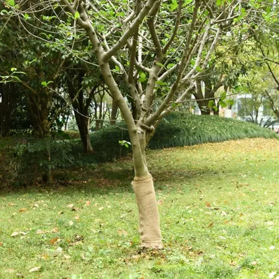 Produktbild von "2026 Promotion" Juterolle 0,5x5 m 100 % Jute 200 g/m² - Teppichläufer CC1815
