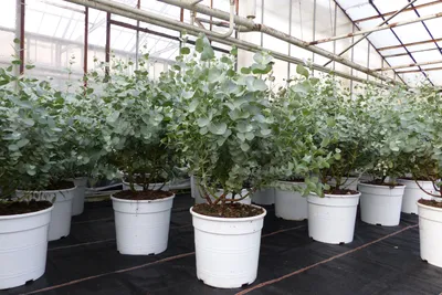 Produktbild von 2 Stück Eucalyptus Gunni Gunnii Busch Kugel Eukalyptusbaum, Höhe 45 - 55 cm Pflanze winterhart