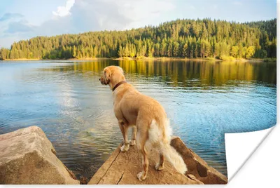 Produktbild von MuchoWow® Poster Ein Golden Retriever mit Blick auf einen schönen See 180x120 cm - Fotoplakat