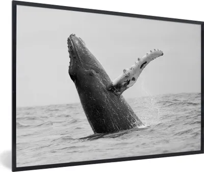 Produktbild von MuchoWow® MuchoWow® Gerahmtes Poster Buckelwal im Meer bei Costa Rica in schwarz-weiß 90x60 cm - Poster mit zchwarzem Bilderrahmen - Fotorahmen - Foto-Plakat