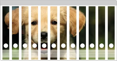 Produktbild von Wallario Ordnerrücken Sticker, selbstklebend für schmale Ordner, 12 Stück, Motiv Süßer Hund - Golden Retriever