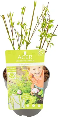 Produktbild von Japanischer Fächerahorn – Acer palmatum 'Going Green' – Ø15 cm – ↕50 cm – Eleganter Gartenbaum mit grünen Blättern & Herbstfärbung – Für Garten & Terrasse
