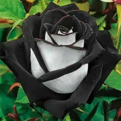 Produktbild von RoseSamen, 100 STÜCKE Erstaunliche Rose Samen Seltenes Schwarzes Mit Weißen Rose
