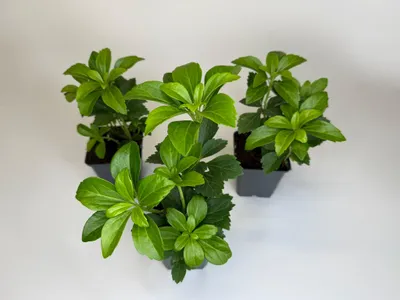 Produktbild von 50 Stück, Topf 9cm, Bodendecker Pachysandra terminalis