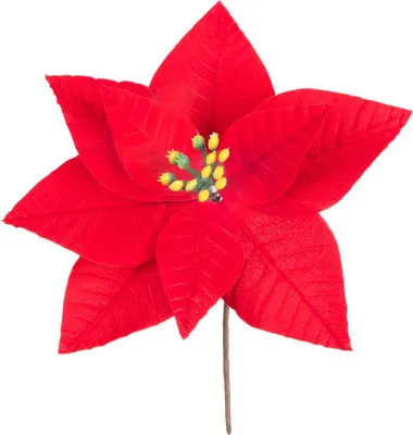 Productafbeelding van Květ MagicHome, kerstbloem (Poinsettia), rood, 21 cm, bloemgrootte: 16,5 cm - set van 6 stuks