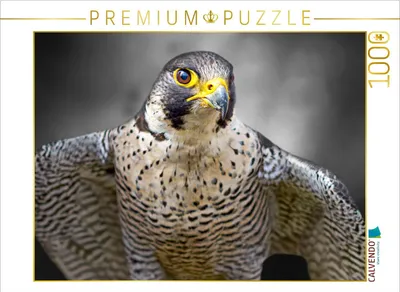 Produktbild von CALVENDO Puzzle Wanderfalke | 1000 Teile Lege-Größe 64x48cm Foto-Puzzle für glückliche Stunden
