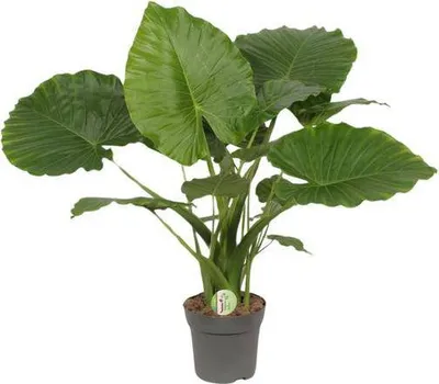 Produktbild von Elefantenohr Alocasia California Ø21cm ↕80cm Tropische Zimmerpflanze Großpflanze