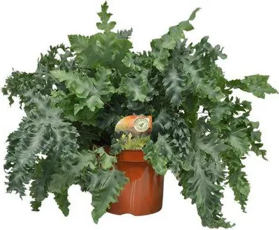 Obrázek produktu pro Kapradina Phlebodium Davana - pokojová rostlina - Ø26cm - Ø60cm - Zlatá