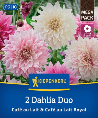 Produktbild von Kiepenkerl Dahlien Duo Café au Lait und Café au Lait Royal 2 Pflanzen
