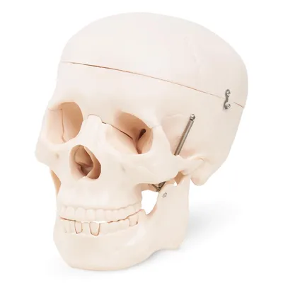 Obrázek produktu pro 4FIZJO Anatomický model lebky v životní velikosti s pohyblivou spodní čelistí