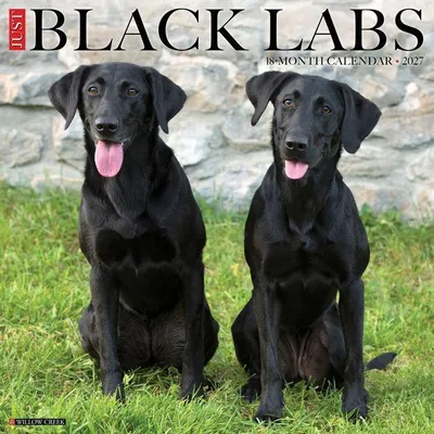 Produktbild von Black Labs 2027 12 X 12 Wall Calendar