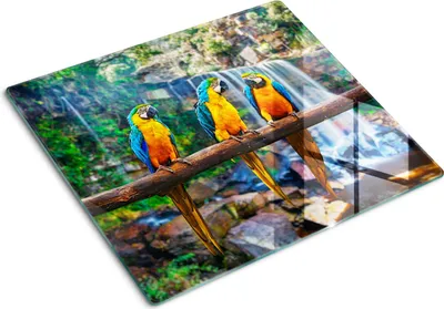 Obrázek produktu pro Kryt varné desky – Kryt na indukční desku – Ochranná skleněná deska – 60x52 cm – Skleněné ochranné desky na sporák –Tvrzené sklo –Papoušci na větvi
