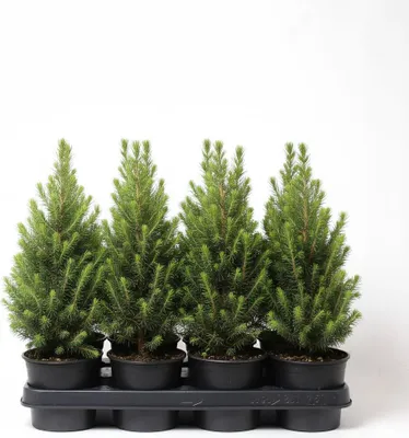 Produktbild von Picea glauca 'Conica', Zuckerhutfichte, kompakt, 20–30 cm