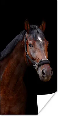 Produktbild von MuchoWow® Poster Pferd - Tiere - Braun 20x40 cm - Plakat - Foto